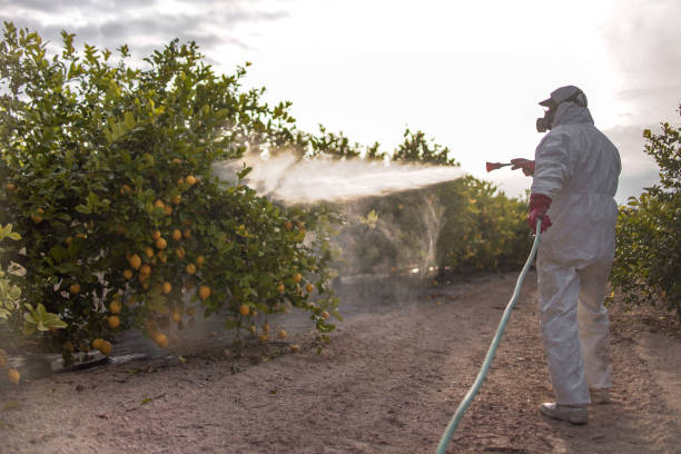 Best Pest Control Near Me in Pine Castle, FL