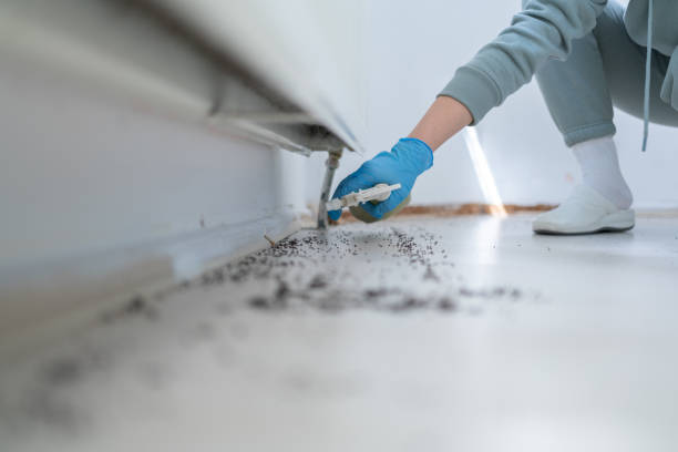 Best Ant Control Services  in Pine Castle, FL